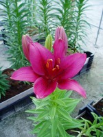 [1712 Faramundo Mak No01.JPG]